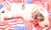 Orange, a male Miniature Bernedoodle for sale in Lexington Park, MD – 2 of 6