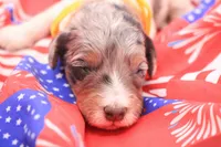 Yellow, a female Miniature Bernedoodle for sale in Lexington Park, MD – 1 of 5