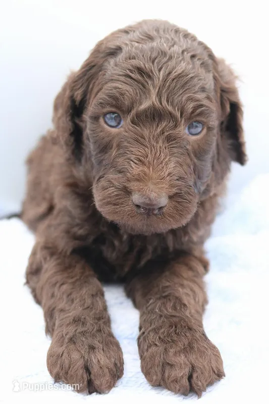 Princess – Labradoodle puppy for sale in Lexington Park, MD