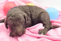 Purple , a female Labradoodle for sale in Lexington Park, MD – Photo 1 of 3