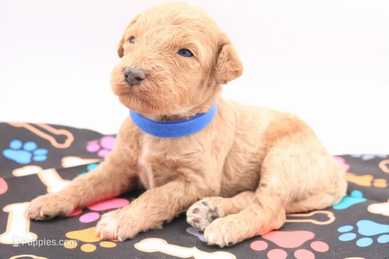 Blue – Miniature Labradoodle puppy for sale in Lexington Park, MD