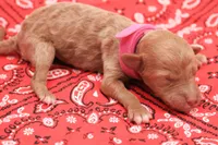 Pink, a female Miniature Labradoodle for sale in Lexington Park, MD – 2 of 3