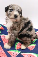 Green, a male Miniature Bernedoodle for sale in Lexington Park, MD – 2 of 6