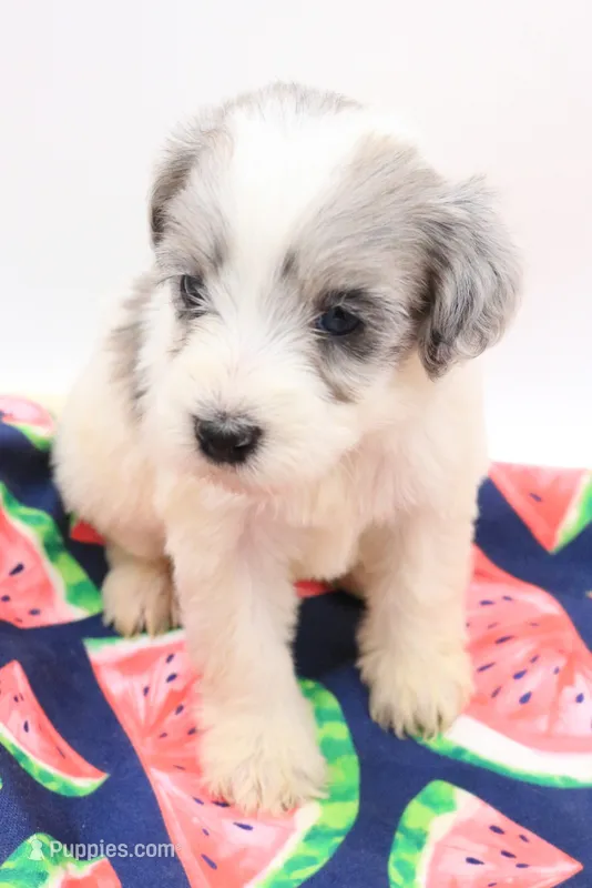 Pink – Miniature Bernedoodle puppy for sale in Lexington Park, MD