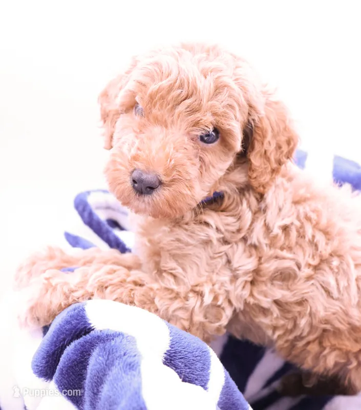 Blue – Miniature Labradoodle puppy for sale in Lexington Park, MD