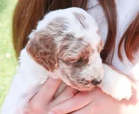 Rex, a male Miniature Labradoodle for sale in Lexington Park, MD – Photo 2 of 3
