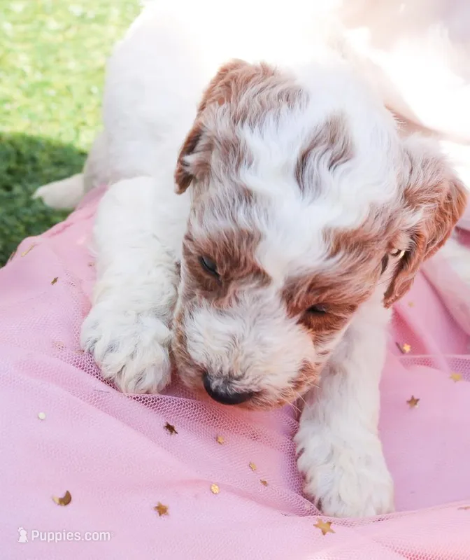 Rex – Miniature Labradoodle puppy for sale in Lexington Park, MD