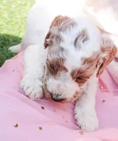 Rex, a male Miniature Labradoodle for sale in Lexington Park, MD – Photo 1 of 3
