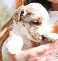 Rex, a male Miniature Labradoodle for sale in Lexington Park, MD – Photo 3 of 3
