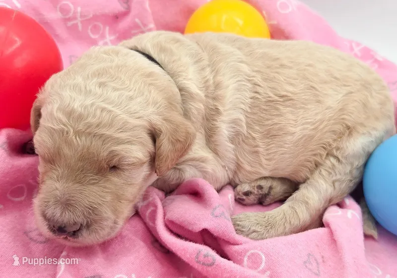 Black – Labradoodle puppy for sale in Lexington Park, MD