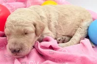 Black, a male Labradoodle for sale in Lexington Park, MD – Photo 2 of 3