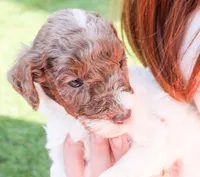 Potato, a male Miniature Labradoodle for sale in Lexington Park, MD – Photo 2 of 5
