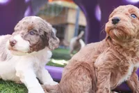 Potato, a male Miniature Labradoodle for sale in Lexington Park, MD – Photo 5 of 5