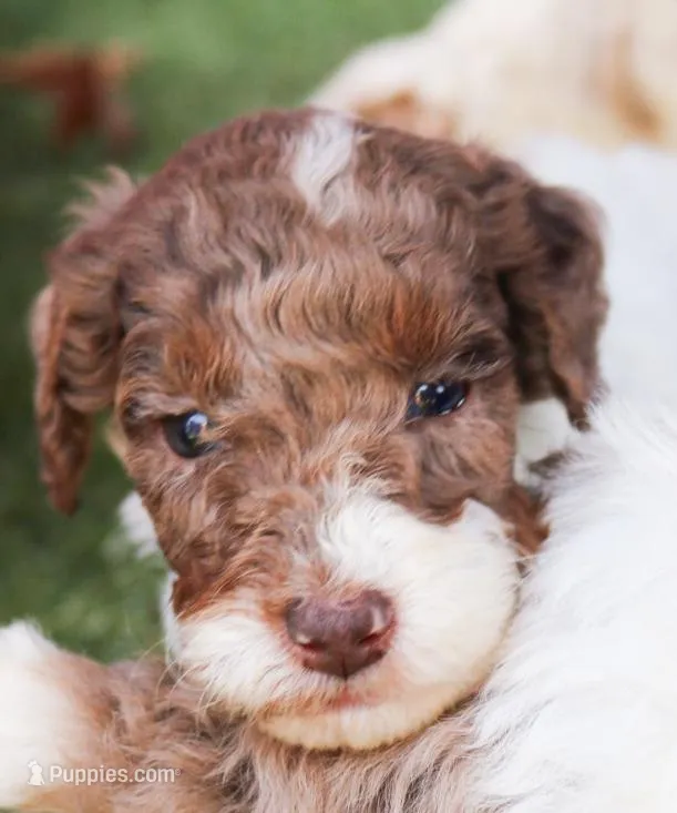 Potato – Miniature Labradoodle puppy for sale in Lexington Park, MD