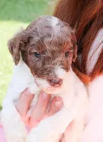 Potato, a male Miniature Labradoodle for sale in Lexington Park, MD – Photo 4 of 5
