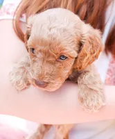 Jessie, a female Miniature Labradoodle for sale in Lexington Park, MD – Photo 2 of 4
