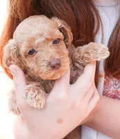 Jessie, a female Miniature Labradoodle for sale in Lexington Park, MD – Photo 1 of 4