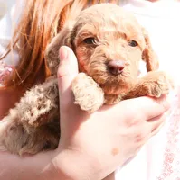 Jessie, a female Miniature Labradoodle for sale in Lexington Park, MD – Photo 3 of 4
