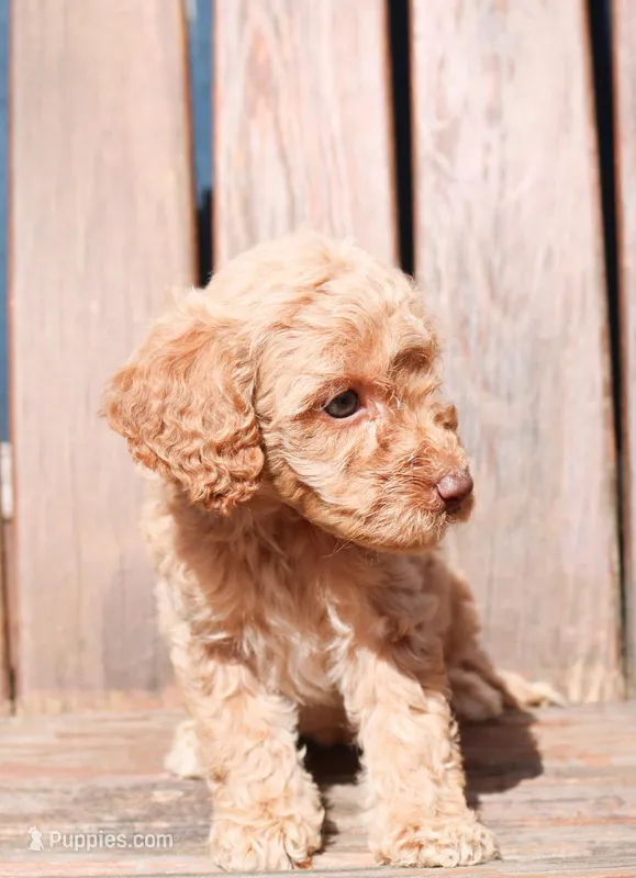 Jessie – Miniature Labradoodle puppy for sale in Lexington Park, MD