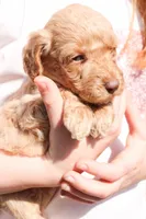 Jessie, a female Miniature Labradoodle for sale in Lexington Park, MD – Photo 4 of 4