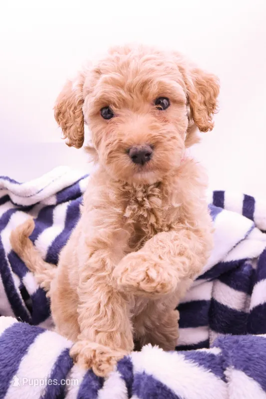 pink – Miniature Labradoodle puppy for sale in Lexington Park, MD