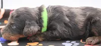 Green, a male Miniature Labradoodle for sale in Lexington Park, MD – 4 of 7