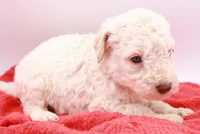 Orange Mini, a male Miniature Labradoodle for sale in Lexington Park, MD – Photo 2 of 4