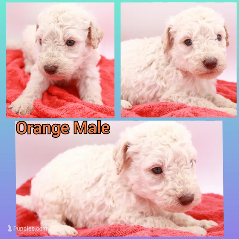 Orange Mini – Miniature Labradoodle puppy for sale in Lexington Park, MD