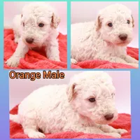 Orange Mini, a male Miniature Labradoodle for sale in Lexington Park, MD – Photo 1 of 4