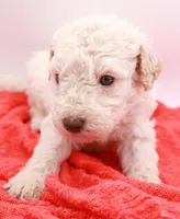 Orange Mini, a male Miniature Labradoodle for sale in Lexington Park, MD – Photo 4 of 4