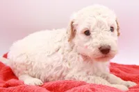 Orange Mini, a male Miniature Labradoodle for sale in Lexington Park, MD – Photo 3 of 4