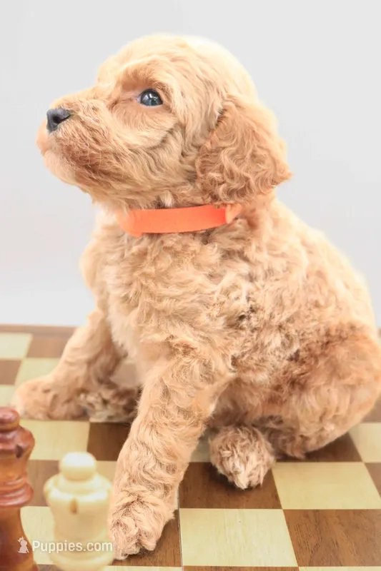 Orange – Miniature Labradoodle puppy for sale in Lexington Park, MD
