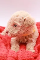 Yellow Mini, a male Miniature Labradoodle for sale in Lexington Park, MD – Photo 4 of 5