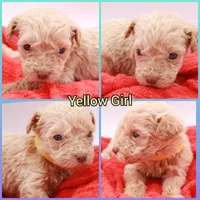 Yellow Mini, a male Miniature Labradoodle for sale in Lexington Park, MD – Photo 1 of 5