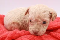 Yellow Mini, a male Miniature Labradoodle for sale in Lexington Park, MD – Photo 3 of 5