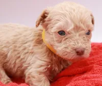 Yellow Mini, a male Miniature Labradoodle for sale in Lexington Park, MD – Photo 2 of 5