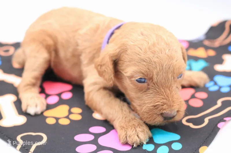 Purple  – Miniature Labradoodle puppy for sale in Lexington Park, MD