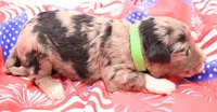 Green, a male Miniature Bernedoodle for sale in Lexington Park, MD – 5 of 6
