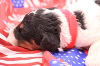 Red, a female Miniature Bernedoodle for sale in Lexington Park, MD – 5 of 5