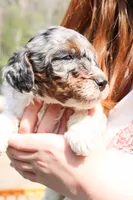 Slinky, a male Miniature Labradoodle for sale in Lexington Park, MD – Photo 3 of 4