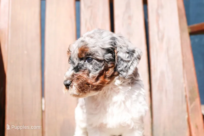 Slinky – Miniature Labradoodle puppy for sale in Lexington Park, MD