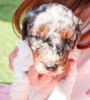 Slinky, a male Miniature Labradoodle for sale in Lexington Park, MD – Photo 4 of 4