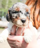 Slinky, a male Miniature Labradoodle for sale in Lexington Park, MD – Photo 2 of 4