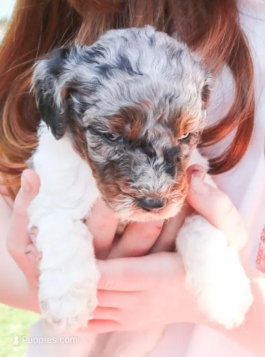 Slinky – Miniature Labradoodle puppy for sale in Lexington Park, MD