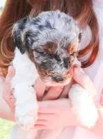 Slinky, a male Miniature Labradoodle for sale in Lexington Park, MD – Photo 1 of 4