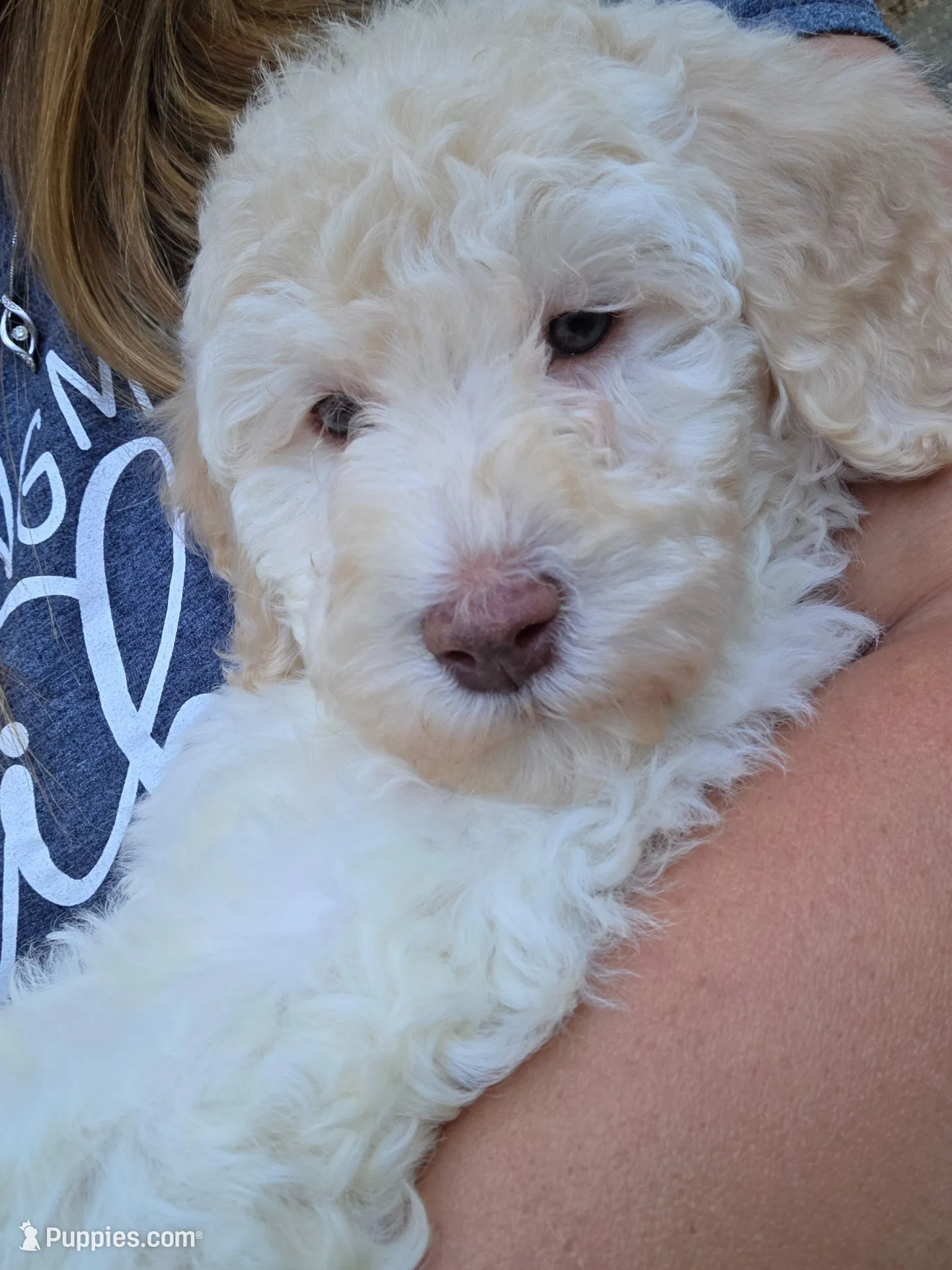 Fuscia, a female Labradoodle for sale in Lexington Park, MD – Photo 7 of 10