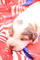 Orange, a male Miniature Bernedoodle for sale in Lexington Park, MD – 5 of 6