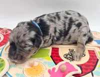 Blue, a male Bernedoodle for sale in Lexington Park, MD – Photo 4 of 6