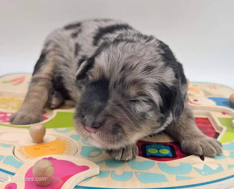 Blue, a male Bernedoodle for sale in Lexington Park, MD – Photo 1 of 6