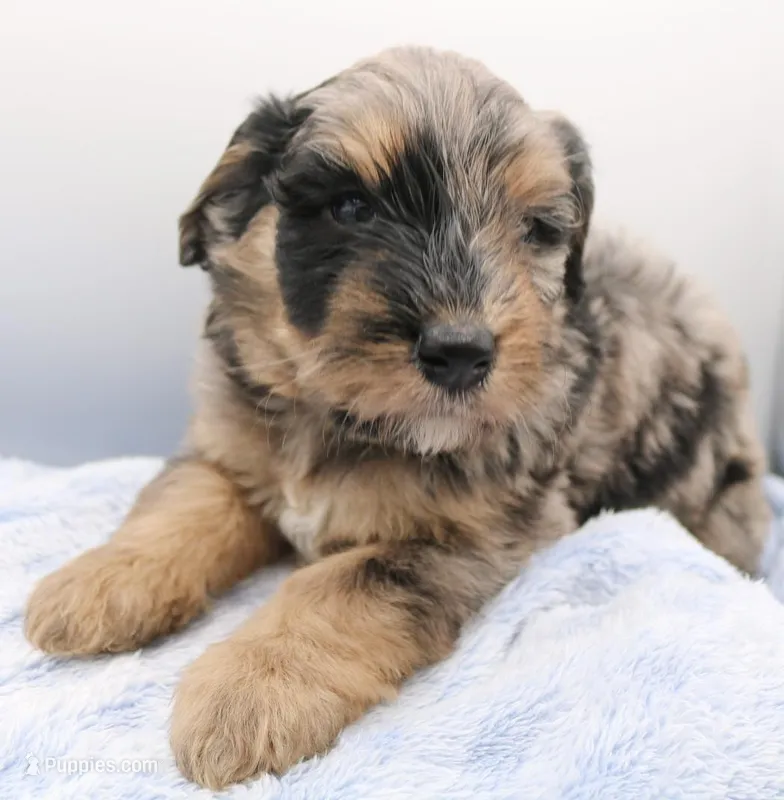 Blue – Bernedoodle puppy for sale in Lexington Park, MD